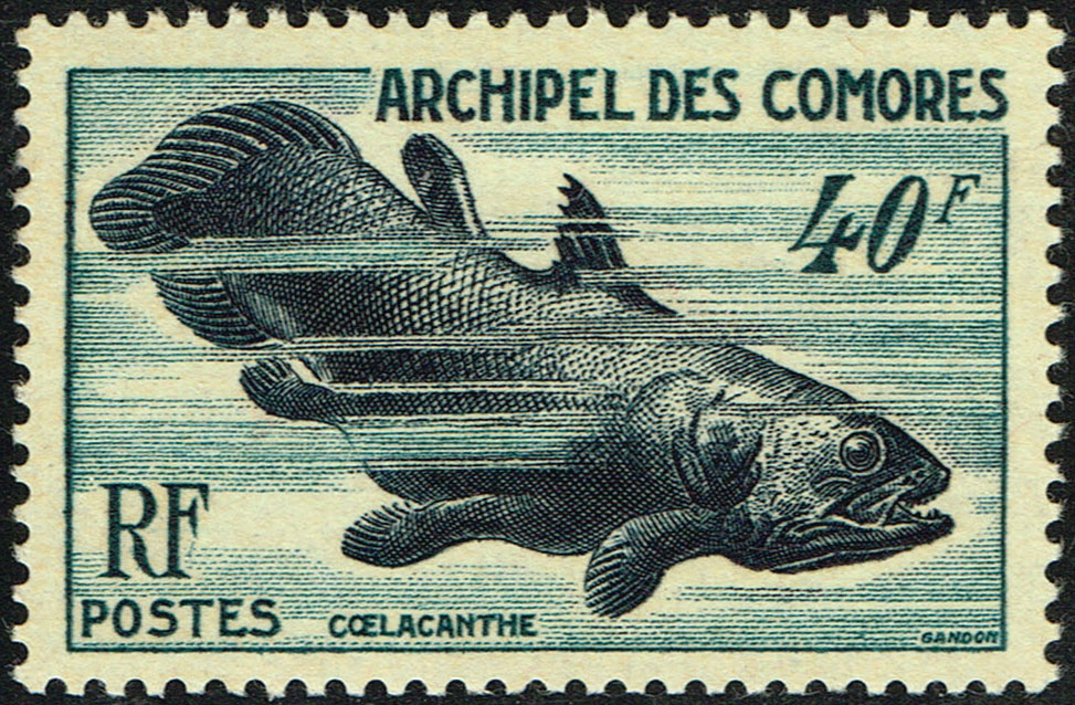 coelacanthe